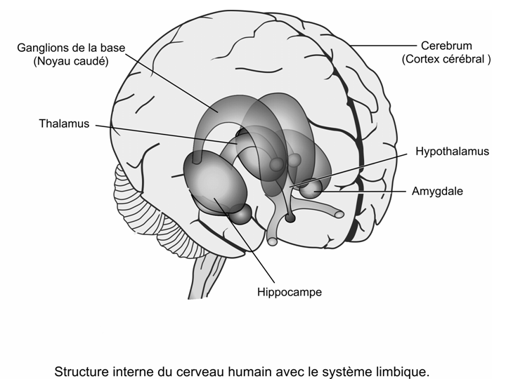 Lobe limbique