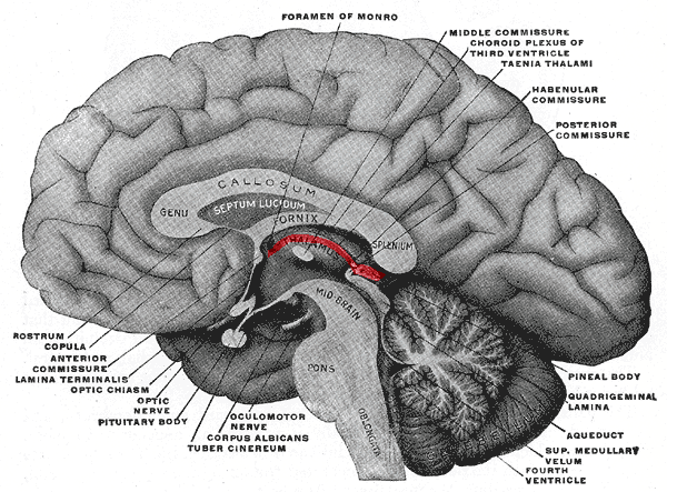 épithalamus