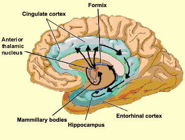 Cortex Entorhinal; aire entorhinale; cortex entorhinaux