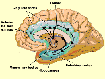 Cortex Entorhinal Cortex Entorhinal