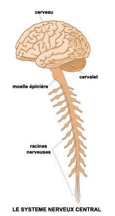 Sch ma Simple Du Syst me Nerveux Central R cap IDE Anatomie Du