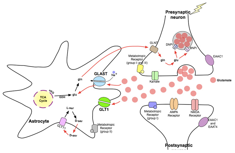 glutamate