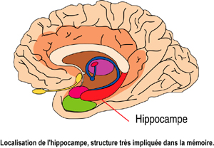 Hippocampe