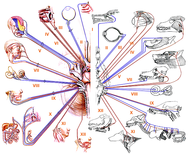 Manipulations des nerfs crâniens Quels sont les 12 nerfs crâniens? - Neuromedia