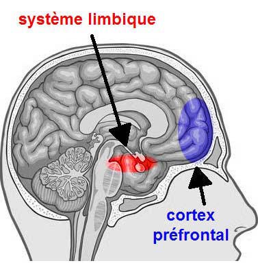 Système Limbique