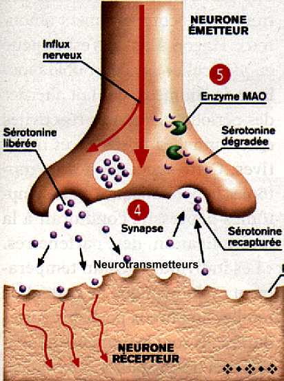 Neurotransmetteur